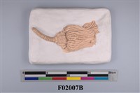 藏品(輻毛海百合化石)的圖片